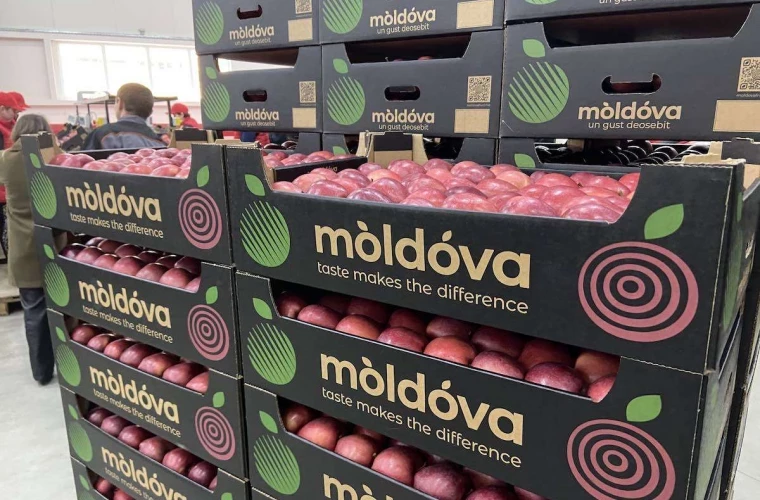 creare site pentru producatori din moldova